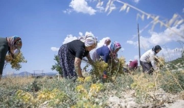'Yerel Nohut Çeşitlerinin Yerinde Korunması ve Pazarlanması Projesi :Türküler eşliğinde 355 dekar alanda hasat ekiliyor...