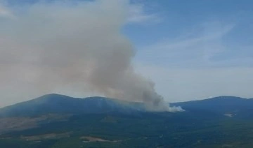 Yalova'da orman yangını