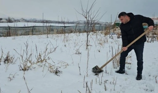 Yaz başında ekilmişlerdi! Yılın ilk hasadı kar altında başladı...