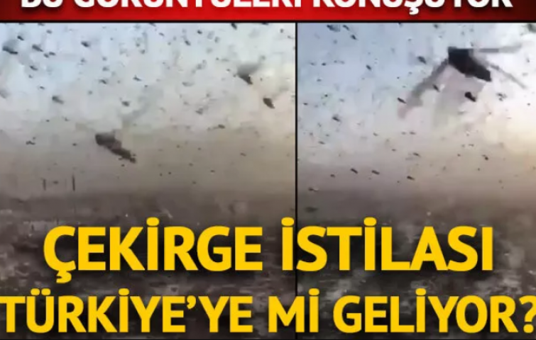 ÇEKİRGE İSTİLASI SINIRIMIZA DAYANDI